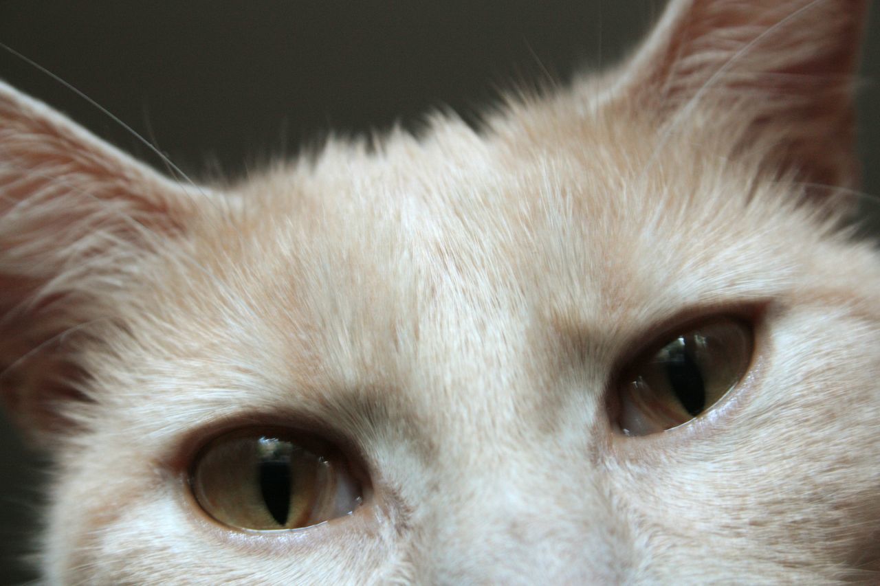 EXTREME CLOSE-UP PORTRAIT OF CAT