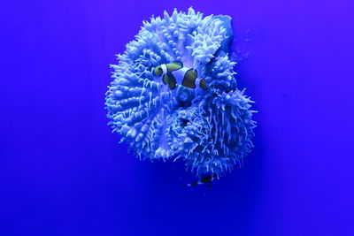 Close-up of blue flowers