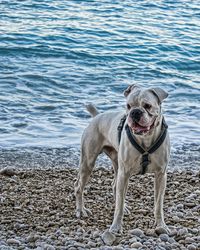 Close-up portrait of a dog on shore