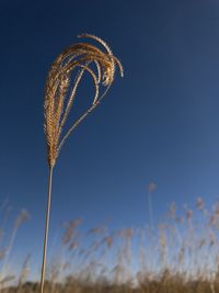 Low angle view of tall grass against blue sky