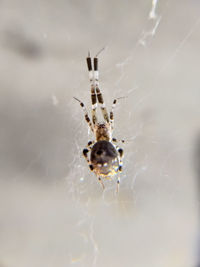 Close-up of spider on web