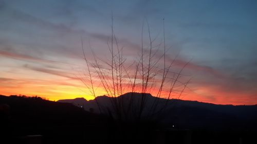 Silhouette trees against sky during sunset