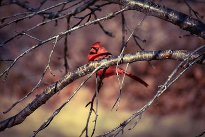 Close-up of bird perching on branch