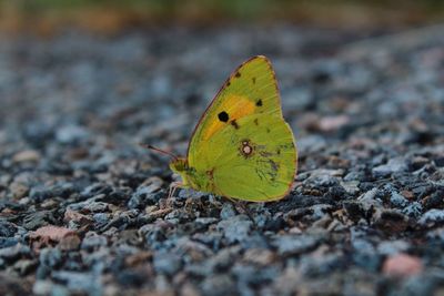 Close-up of butterfly on leaf