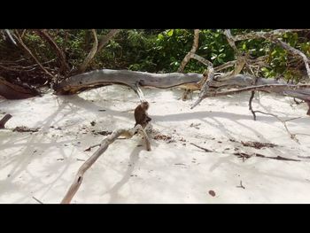 High angle view of bird on sand