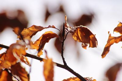 Close-up of dry leaves on tree