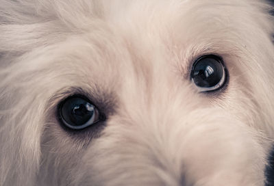 Close-up portrait of dog eye