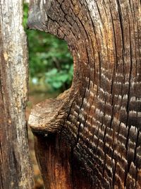 Close-up of tree trunk