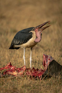 Close-up of bird on field