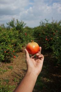 Cropped image of person holding apple