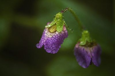 Close-up of wet purple flower buds