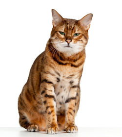 Cat looking away against white background