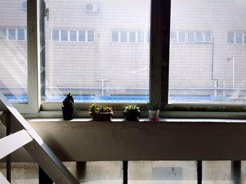Potted plants on window sill of building