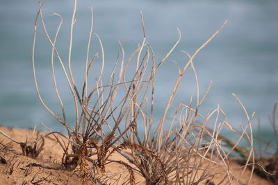 Close-up of plants against sea