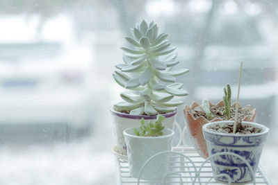 Close-up of succulent plant on table during winter
