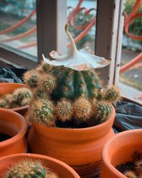 Close-up of potted plant