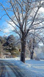 Bare trees by road against sky during winter