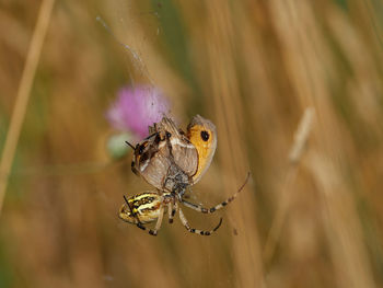 Garden spider, argiope trifasciata, hunting a butterfly, near almansa, spain.