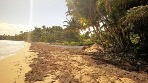 Close-up of trees on beach against sky