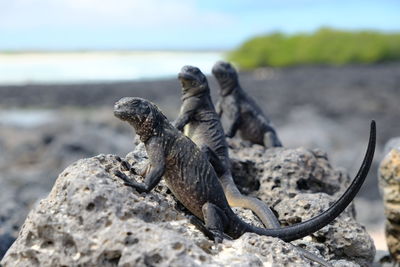Lizard on rock at beach