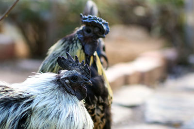 Close-up of roosters on field