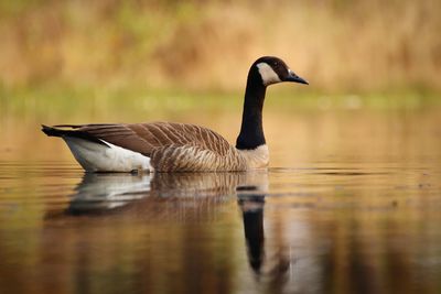 Duck swimming in lake
