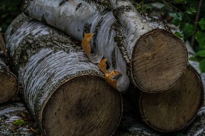 Close-up of stack of logs