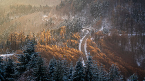 Trees in forest