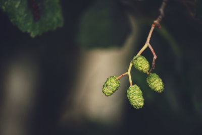 Close-up of plant growing on tree