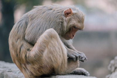 Close-up of monkey sitting outdoors