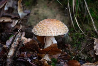 Close-up of mushroom growing on field