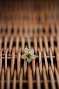 Close-up of flowering plant