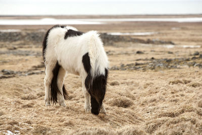 Portrait of a black and white icelandic horse on a meadow in spring