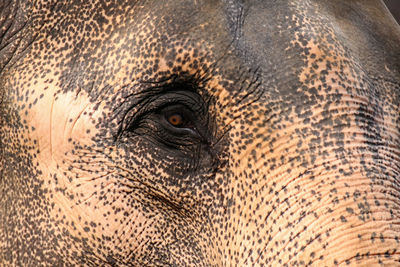 Close-up of thai elephant