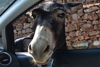 Close-up of a horse in car