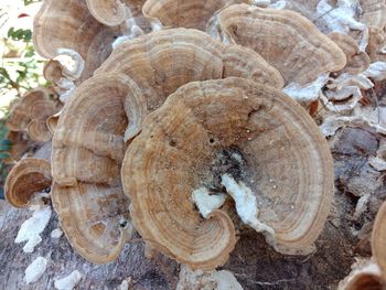 Close-up of mushrooms on tree trunk