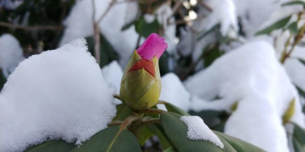 Close-up of frozen plant during winter