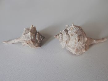 High angle view of shell on white background