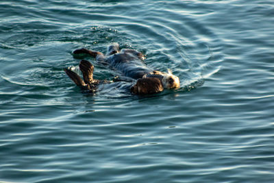 High angle view of crab swimming in sea