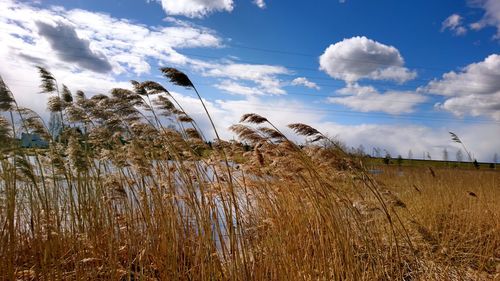 Plants growing on field against sky