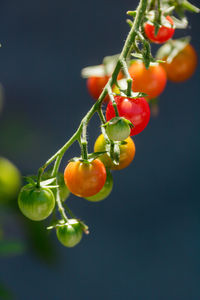 Close-up of tomatoes on plant