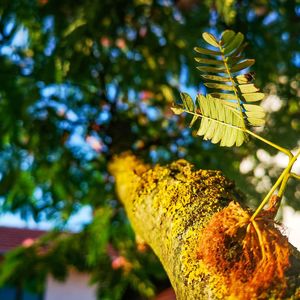 Low angle view of leaf on tree