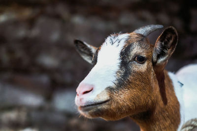 Close-up of goat