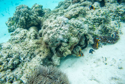 Low angle view of coral swimming in sea