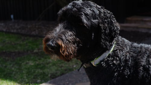 Close-up of dog looking away