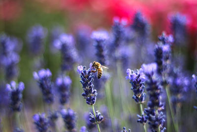 Close-up of bee pollinating on purple flowering plant