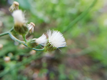 Close-up of white dandelion flower