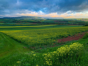 Scenic view of agricultural field against sky