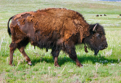 Side view of american bison walking on grassy field at custer state park