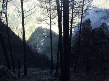 Trees in forest